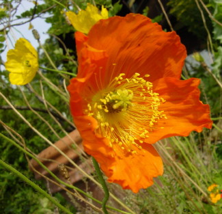 Orange poppy