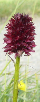 Black Vanilla Orchid