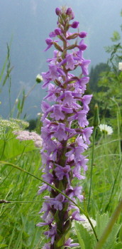 Common Monkshood