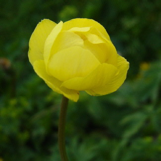 Globeflower