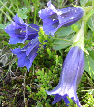 Trumpet Gentian