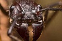 Bullet Ant