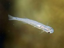 Candiru Fish