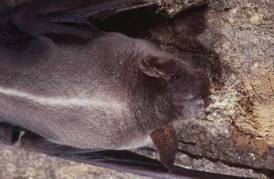 Bat