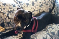 Click here to visit the page devoted to our third dog, the only female we have had so far: Shadow