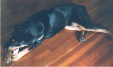 Click here to visit the page devoted to our second dog, Chewbacca