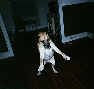 Dogzilla!!!