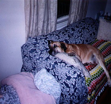 One relaxed pooch 