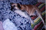 Click here to visit the page devoted to our first dog, the great Jake