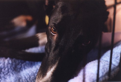 Click here to visit the page devoted to our fourth dog, the only purebreed we have ever owned (Greyhound), Knight
