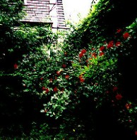 A view of the back yard, probably June of 1995