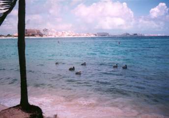 Muchos pelicans