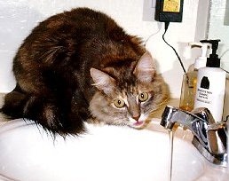 Mmmm - only the freshest water will do!
