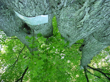 upinthetrees