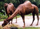 Camel