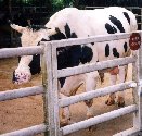 Cow