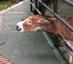 Donkey
