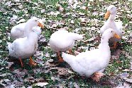 Duck