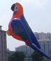 Parade35-Parrot