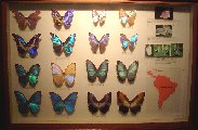 Insect1-Butterfly