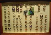 Insect2-Butterfly