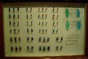 Insect3
