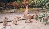 Kangaroo
