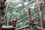 Orangutan