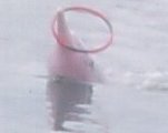 PalawanBeach6-Dolphin