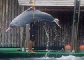 PalawanBeach8-Dolphin