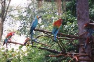 Parrot