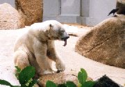 PolarBear