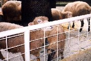 Sheep