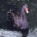Swan