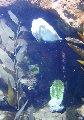 Underwater04-Cuttlefish
