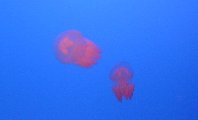 Underwater05-Jellyfish