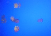 Underwater06-Jellyfish