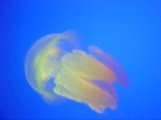 Underwater07-Jellyfish