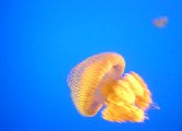Underwater08-Jellyfish
