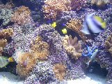 Underwater10