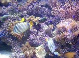 Underwater11