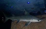Underwater13-Shark