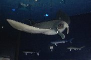 Underwater14-Stingray