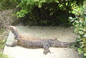 Underwater16-MonitorLizard