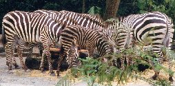 Zebra