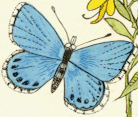 Forum - Butterfly-Charts - Dow Jones 