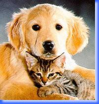 Cat and Dog together