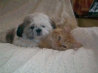 This cat and dog enjoy cuddling with each other