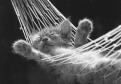 Cats relax in different ways