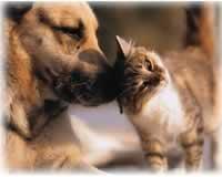 A dog and cat being sweet with each other